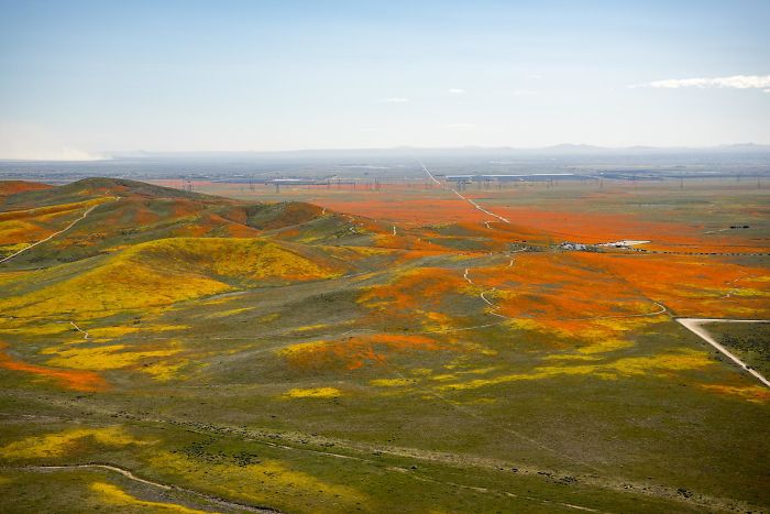 NASA Releases Satellite Images Of Massive California Superbloom Seen From Space