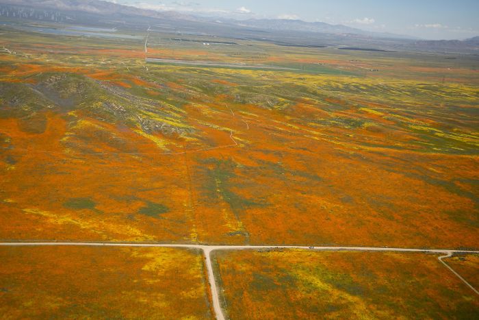 NASA Releases Satellite Images Of Massive California Superbloom Seen From Space