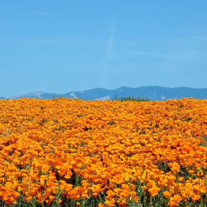 NASA Releases Satellite Images Of Massive California Superbloom Seen From Space
