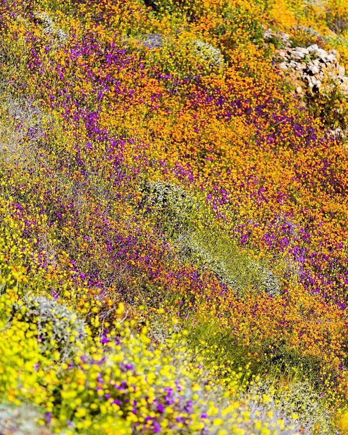 NASA Releases Satellite Images Of Massive California Superbloom Seen From Space