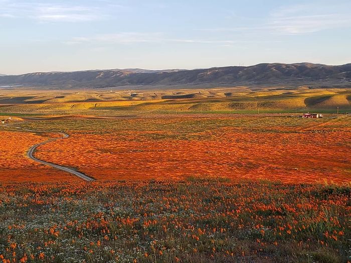 NASA Releases Satellite Images Of Massive California Superbloom Seen From Space