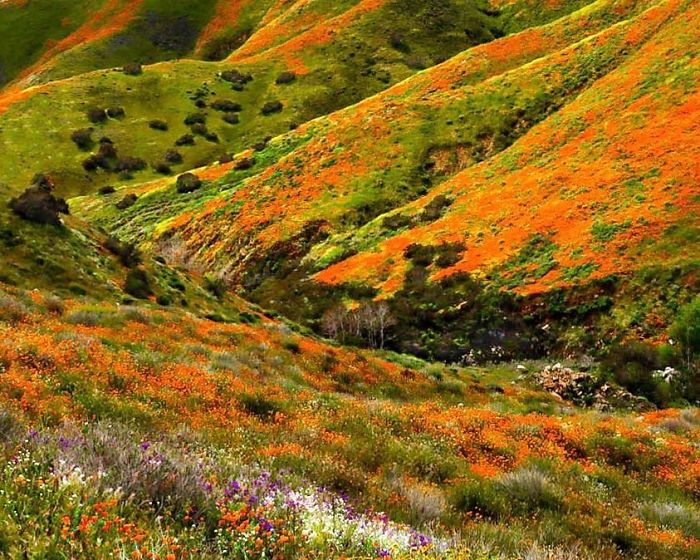 NASA Releases Satellite Images Of Massive California Superbloom Seen From Space