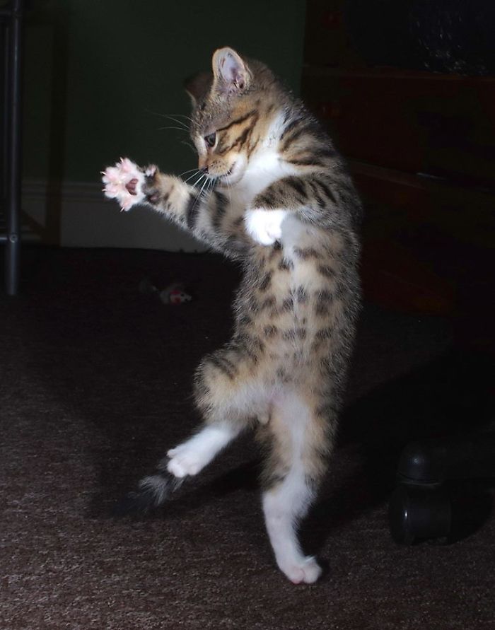 40 Of The Funniest Pics I Captured Of My Cat During His Short Life 40 Of The Funniest Pics I Captured Of My Cat During His Short Life