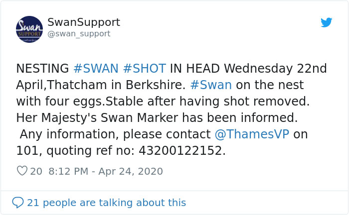 This Rescue Captures A Wholesome Reunion Of A Swan And Her Lifelong Mate After She Was Shot To Head This Rescue Captures A Wholesome Reunion Of A Swan And Her Lifelong Mate After She Was Shot To Head