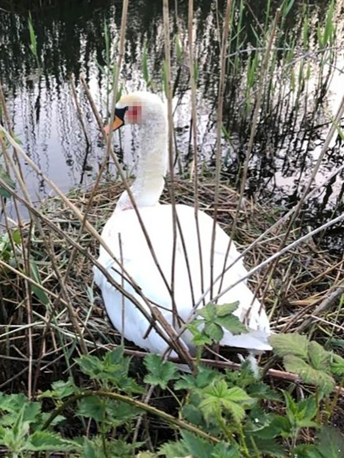 This Rescue Captures A Wholesome Reunion Of A Swan And Her Lifelong Mate After She Was Shot To Head This Rescue Captures A Wholesome Reunion Of A Swan And Her Lifelong Mate After She Was Shot To Head