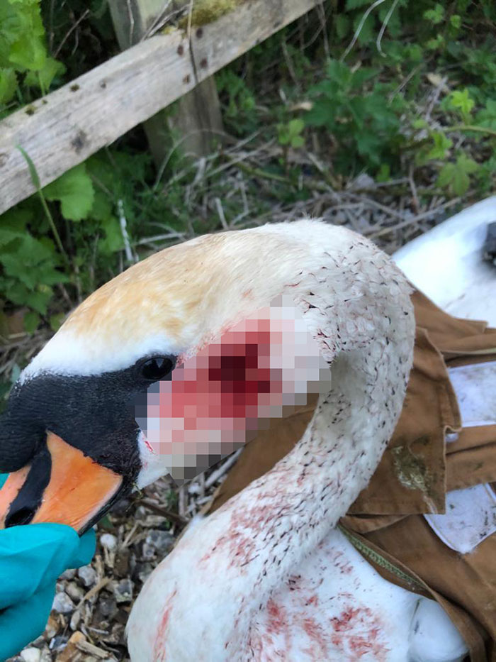 This Rescue Captures A Wholesome Reunion Of A Swan And Her Lifelong Mate After She Was Shot To Head This Rescue Captures A Wholesome Reunion Of A Swan And Her Lifelong Mate After She Was Shot To Head