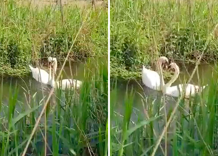This Rescue Captures A Wholesome Reunion Of A Swan And Her Lifelong Mate After She Was Shot To Head This Rescue Captures A Wholesome Reunion Of A Swan And Her Lifelong Mate After She Was Shot To Head