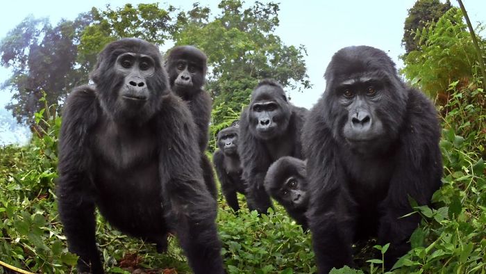 Robot ‘Gorilla’ Pretends To Be One Of The Pack, Captures Never Before Documented Behavior Of Singing And Farting Robot ‘Gorilla’ Pretends To Be One Of The Pack, Captures Never Before Documented Behavior Of Singing And Farting