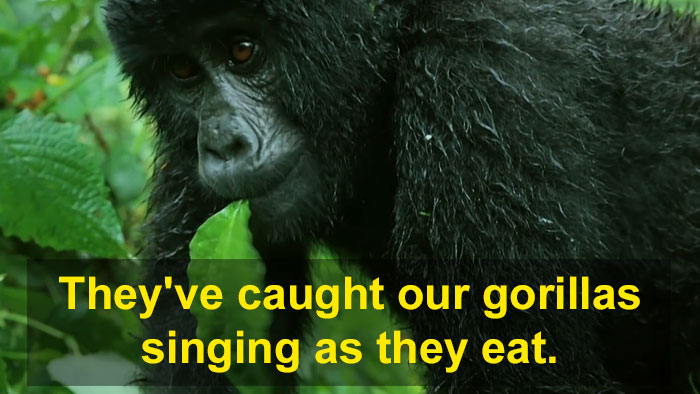 Robot ‘Gorilla’ Pretends To Be One Of The Pack, Captures Never Before Documented Behavior Of Singing And Farting Robot ‘Gorilla’ Pretends To Be One Of The Pack, Captures Never Before Documented Behavior Of Singing And Farting