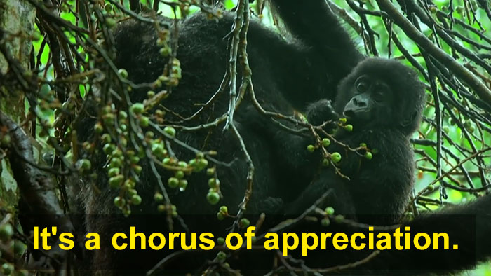 Robot ‘Gorilla’ Pretends To Be One Of The Pack, Captures Never Before Documented Behavior Of Singing And Farting Robot ‘Gorilla’ Pretends To Be One Of The Pack, Captures Never Before Documented Behavior Of Singing And Farting