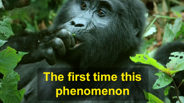 Robot ‘Gorilla’ Pretends To Be One Of The Pack, Captures Never Before Documented Behavior Of Singing And Farting Robot ‘Gorilla’ Pretends To Be One Of The Pack, Captures Never Before Documented Behavior Of Singing And Farting