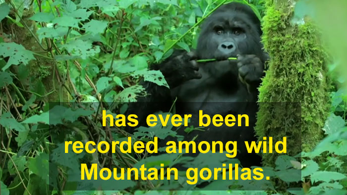 Robot ‘Gorilla’ Pretends To Be One Of The Pack, Captures Never Before Documented Behavior Of Singing And Farting Robot ‘Gorilla’ Pretends To Be One Of The Pack, Captures Never Before Documented Behavior Of Singing And Farting