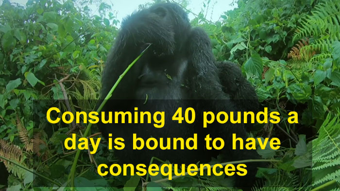 Robot ‘Gorilla’ Pretends To Be One Of The Pack, Captures Never Before Documented Behavior Of Singing And Farting Robot ‘Gorilla’ Pretends To Be One Of The Pack, Captures Never Before Documented Behavior Of Singing And Farting