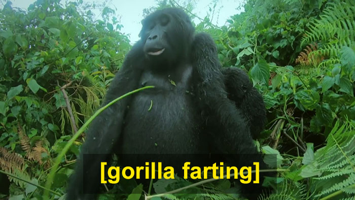 Robot ‘Gorilla’ Pretends To Be One Of The Pack, Captures Never Before Documented Behavior Of Singing And Farting Robot ‘Gorilla’ Pretends To Be One Of The Pack, Captures Never Before Documented Behavior Of Singing And Farting