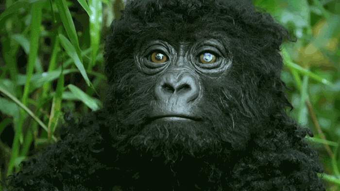 Robot ‘Gorilla’ Pretends To Be One Of The Pack, Captures Never Before Documented Behavior Of Singing And Farting Robot ‘Gorilla’ Pretends To Be One Of The Pack, Captures Never Before Documented Behavior Of Singing And Farting