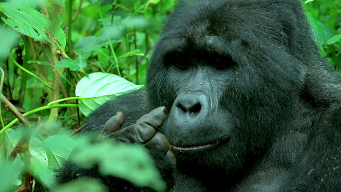 Robot ‘Gorilla’ Pretends To Be One Of The Pack, Captures Never Before Documented Behavior Of Singing And Farting Robot ‘Gorilla’ Pretends To Be One Of The Pack, Captures Never Before Documented Behavior Of Singing And Farting