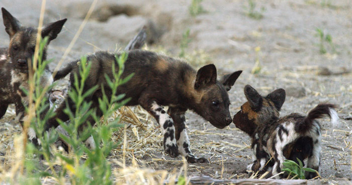Robot ‘Gorilla’ Pretends To Be One Of The Pack, Captures Never Before Documented Behavior Of Singing And Farting Robot ‘Gorilla’ Pretends To Be One Of The Pack, Captures Never Before Documented Behavior Of Singing And Farting