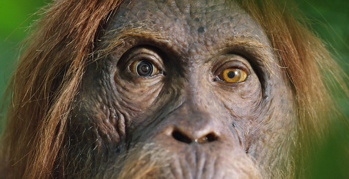 Robot ‘Gorilla’ Pretends To Be One Of The Pack, Captures Never Before Documented Behavior Of Singing And Farting Robot ‘Gorilla’ Pretends To Be One Of The Pack, Captures Never Before Documented Behavior Of Singing And Farting