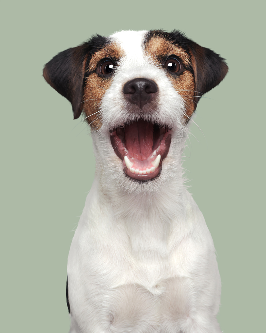 I Photographed These 20 Adorable Dogs And They’re Checking Up On How You’re Doing I Photographed These 20 Adorable Dogs And They’re Checking Up On How You’re Doing