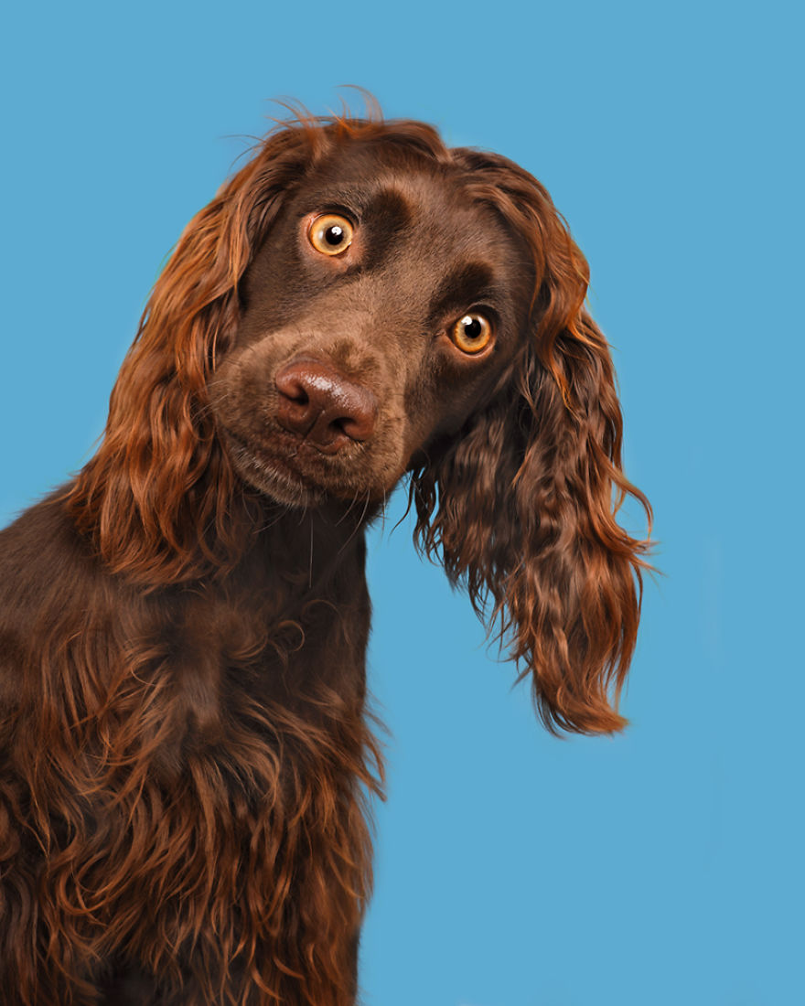 I Photographed These 20 Adorable Dogs And They’re Checking Up On How You’re Doing I Photographed These 20 Adorable Dogs And They’re Checking Up On How You’re Doing