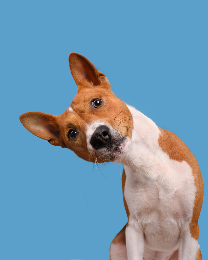 I Photographed These 20 Adorable Dogs And They’re Checking Up On How You’re Doing I Photographed These 20 Adorable Dogs And They’re Checking Up On How You’re Doing