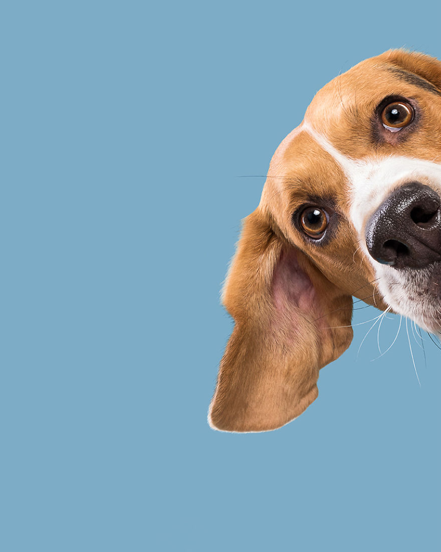 I Photographed These 20 Adorable Dogs And They’re Checking Up On How You’re Doing I Photographed These 20 Adorable Dogs And They’re Checking Up On How You’re Doing