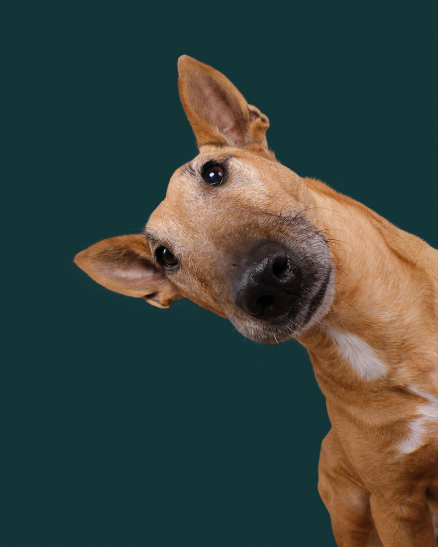 I Photographed These 20 Adorable Dogs And They’re Checking Up On How You’re Doing I Photographed These 20 Adorable Dogs And They’re Checking Up On How You’re Doing