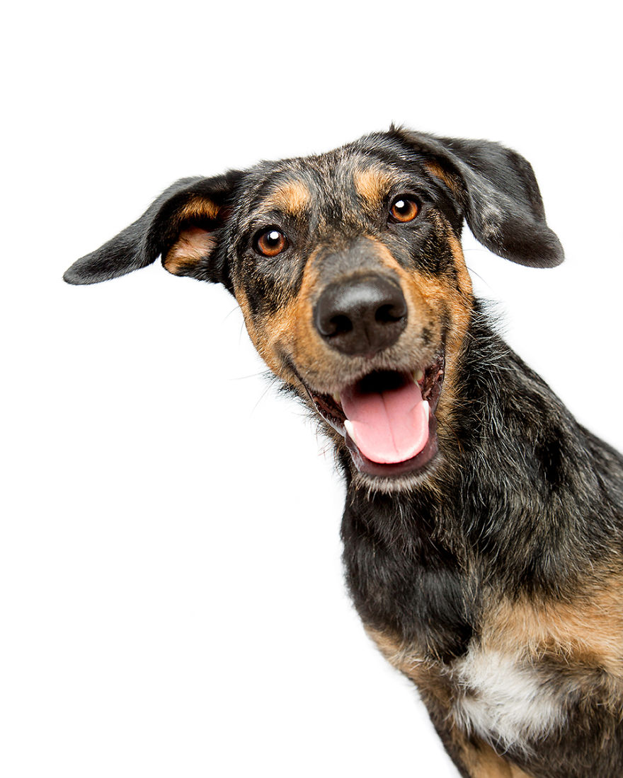 I Photographed These 20 Adorable Dogs And They’re Checking Up On How You’re Doing I Photographed These 20 Adorable Dogs And They’re Checking Up On How You’re Doing