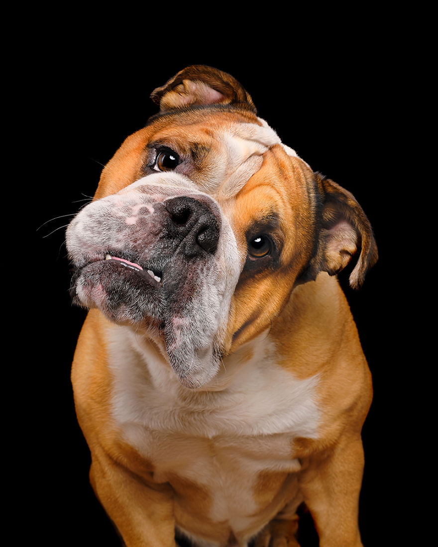 I Photographed These 20 Adorable Dogs And They’re Checking Up On How You’re Doing I Photographed These 20 Adorable Dogs And They’re Checking Up On How You’re Doing