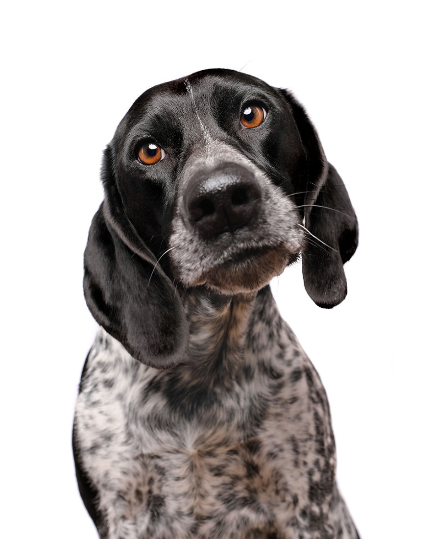 I Photographed These 20 Adorable Dogs And They’re Checking Up On How You’re Doing I Photographed These 20 Adorable Dogs And They’re Checking Up On How You’re Doing