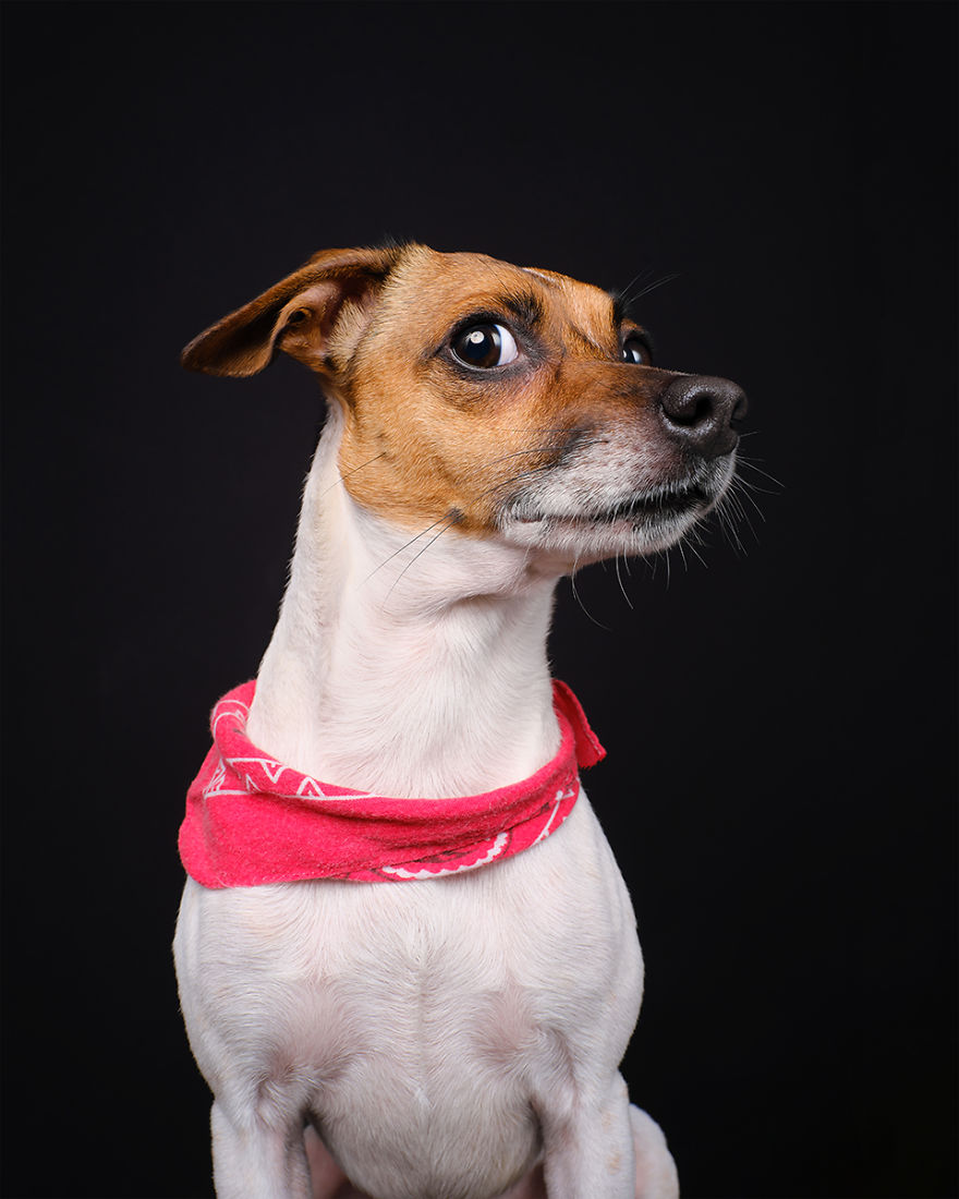 I Photographed These 20 Adorable Dogs And They’re Checking Up On How You’re Doing I Photographed These 20 Adorable Dogs And They’re Checking Up On How You’re Doing