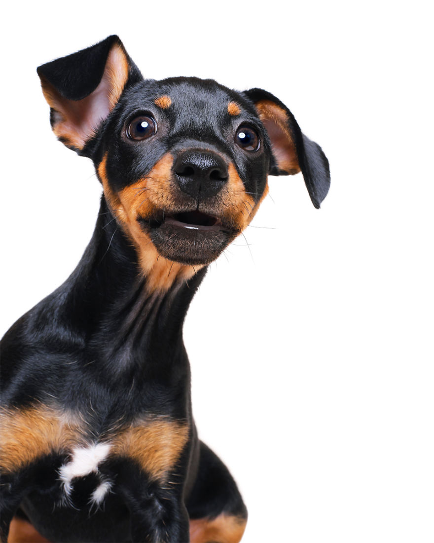 I Photographed These 20 Adorable Dogs And They’re Checking Up On How You’re Doing I Photographed These 20 Adorable Dogs And They’re Checking Up On How You’re Doing