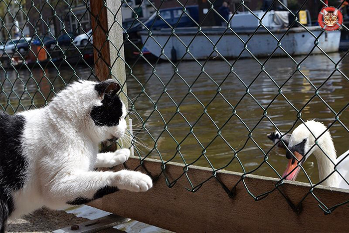 People Are Saying That This Floating Cat Sanctuary Is Amsterdam&#8217;s Best-Hidden Attraction