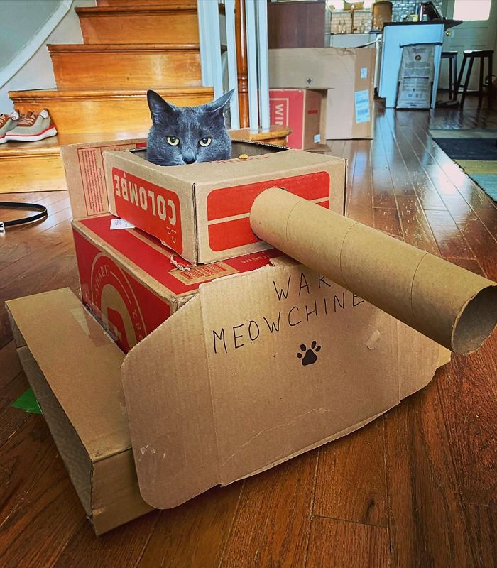People Are So Bored During Quarantine That They’re Building Cardboard Tanks For Their Cats (30 Pics) People Are So Bored During Quarantine That They’re Building Cardboard Tanks For Their Cats (30 Pics)