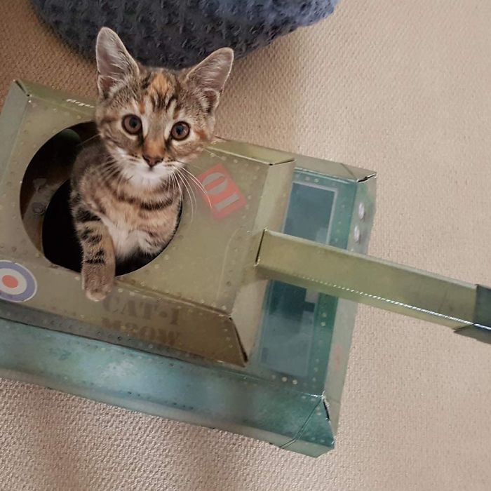 People Are So Bored During Quarantine That They’re Building Cardboard Tanks For Their Cats (30 Pics) People Are So Bored During Quarantine That They’re Building Cardboard Tanks For Their Cats (30 Pics)