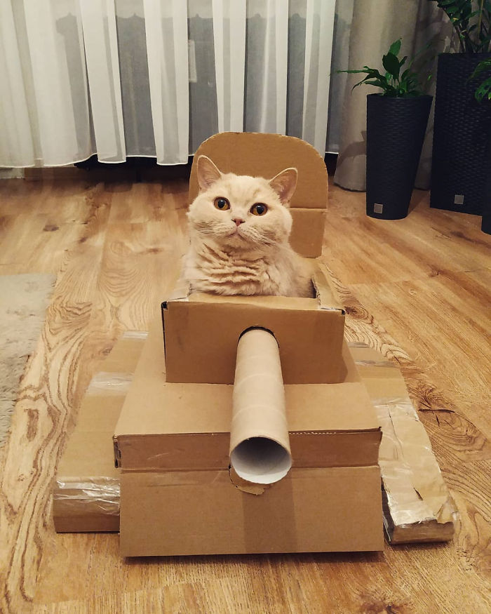 People Are So Bored During Quarantine That They’re Building Cardboard Tanks For Their Cats (30 Pics) People Are So Bored During Quarantine That They’re Building Cardboard Tanks For Their Cats (30 Pics)