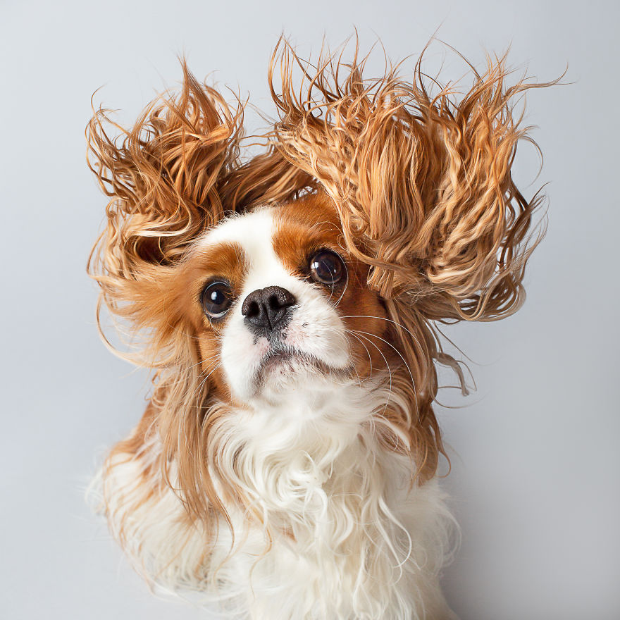 I Created This Interactive App Featuring Funny Dogs To Bring Positivity To Kids With Cancer I Created This Interactive App Featuring Funny Dogs To Bring Positivity To Kids With Cancer