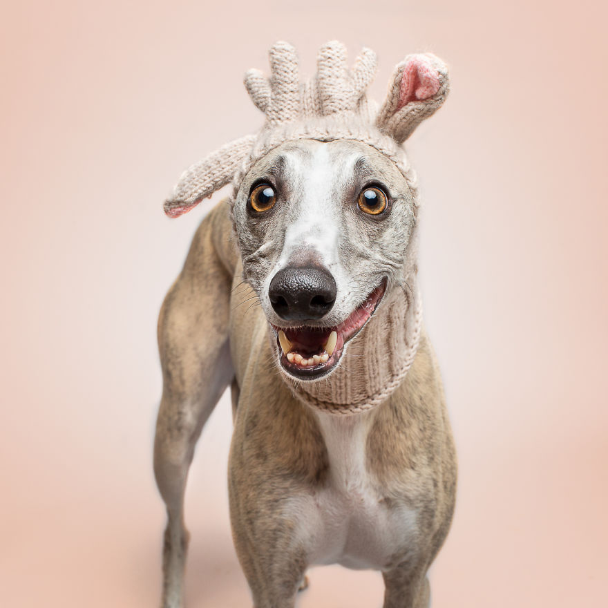 I Created This Interactive App Featuring Funny Dogs To Bring Positivity To Kids With Cancer I Created This Interactive App Featuring Funny Dogs To Bring Positivity To Kids With Cancer