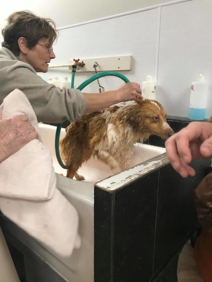 Dog Finally Gets To See Her Owners After Being Missing For Almost 2 Months Dog Finally Gets To See Her Owners After Being Missing For Almost 2 Months