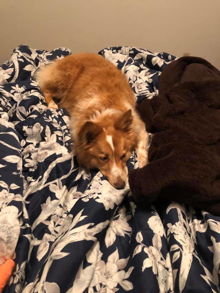 Dog Finally Gets To See Her Owners After Being Missing For Almost 2 Months Dog Finally Gets To See Her Owners After Being Missing For Almost 2 Months