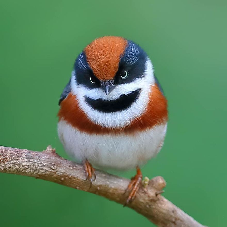 This Bird Is Called The Black-Throated Bushtit And Yes, You Read That Right (22 Pics) This Bird Is Called The Black-Throated Bushtit And Yes, You Read That Right (22 Pics)