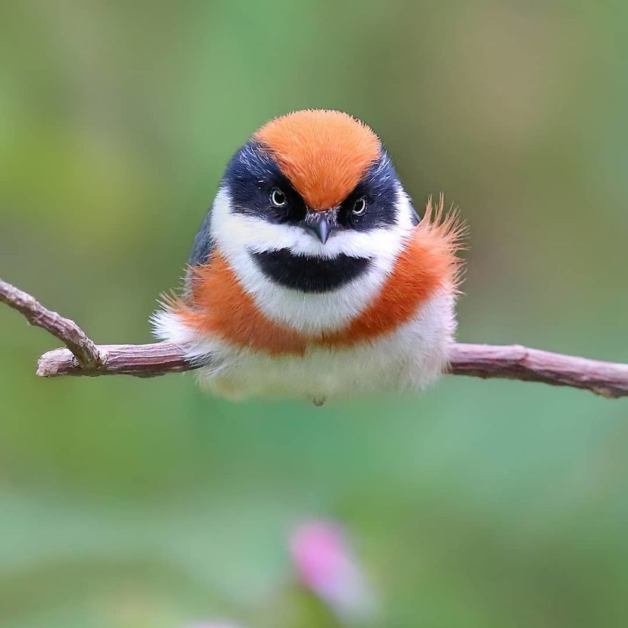 This Bird Is Called The Black-Throated Bushtit And Yes, You Read That Right (22 Pics) This Bird Is Called The Black-Throated Bushtit And Yes, You Read That Right (22 Pics)