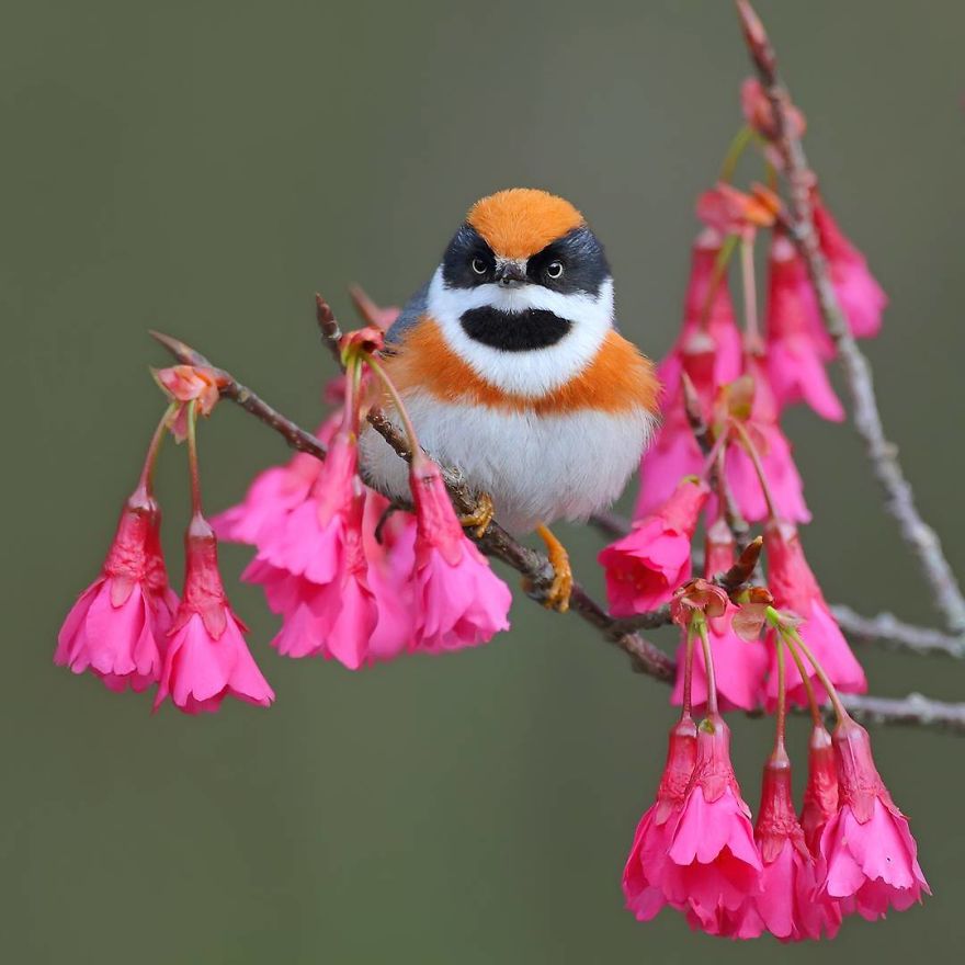 This Bird Is Called The Black-Throated Bushtit And Yes, You Read That Right (22 Pics) This Bird Is Called The Black-Throated Bushtit And Yes, You Read That Right (22 Pics)