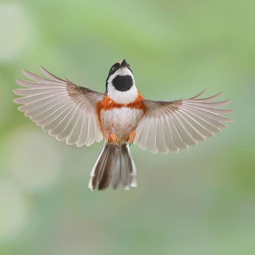 This Bird Is Called The Black-Throated Bushtit And Yes, You Read That Right (22 Pics) This Bird Is Called The Black-Throated Bushtit And Yes, You Read That Right (22 Pics)