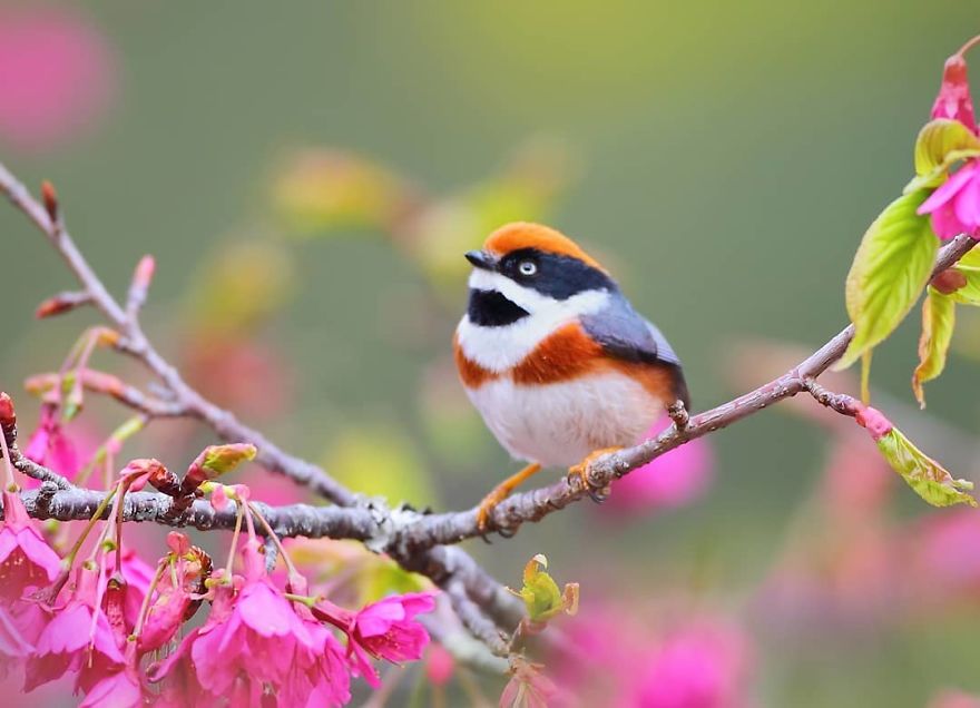 This Bird Is Called The Black-Throated Bushtit And Yes, You Read That Right (22 Pics) This Bird Is Called The Black-Throated Bushtit And Yes, You Read That Right (22 Pics)