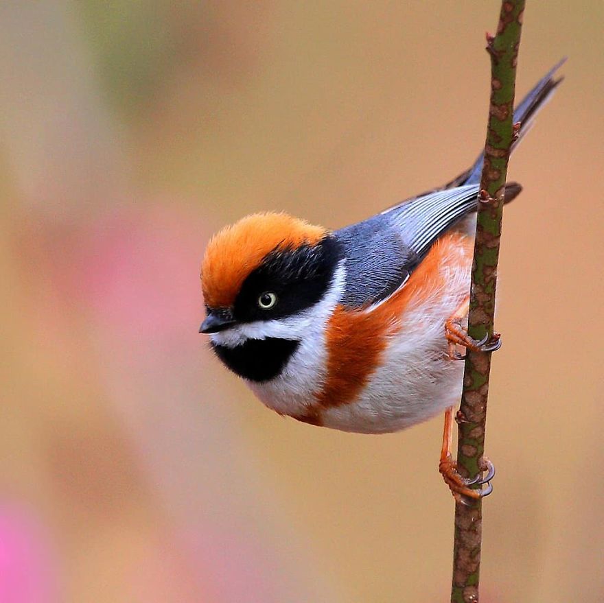 This Bird Is Called The Black-Throated Bushtit And Yes, You Read That Right (22 Pics) This Bird Is Called The Black-Throated Bushtit And Yes, You Read That Right (22 Pics)