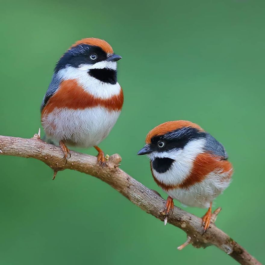 This Bird Is Called The Black-Throated Bushtit And Yes, You Read That Right (22 Pics) This Bird Is Called The Black-Throated Bushtit And Yes, You Read That Right (22 Pics)