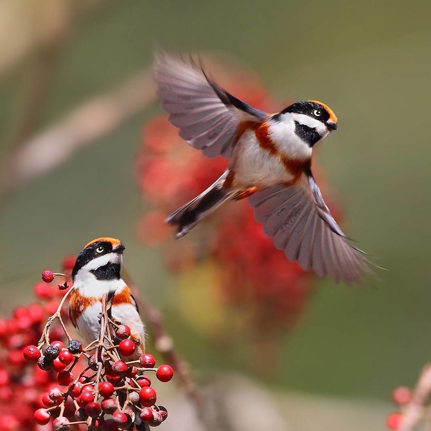 This Bird Is Called The Black-Throated Bushtit And Yes, You Read That Right (22 Pics) This Bird Is Called The Black-Throated Bushtit And Yes, You Read That Right (22 Pics)