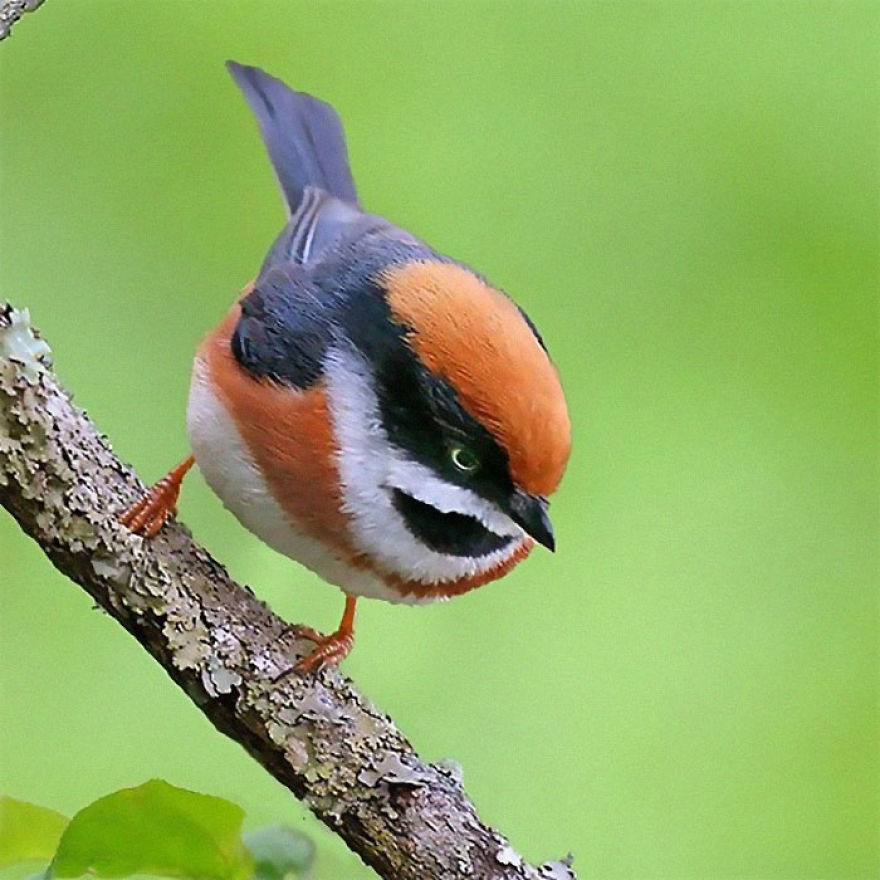 This Bird Is Called The Black-Throated Bushtit And Yes, You Read That Right (22 Pics) This Bird Is Called The Black-Throated Bushtit And Yes, You Read That Right (22 Pics)