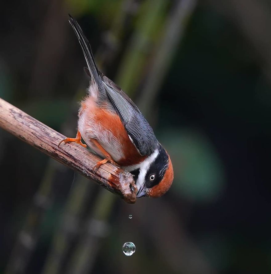 This Bird Is Called The Black-Throated Bushtit And Yes, You Read That Right (22 Pics) This Bird Is Called The Black-Throated Bushtit And Yes, You Read That Right (22 Pics)